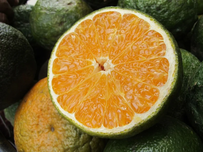 Cam Vinh chính vụ 5kg